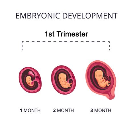 First Trimester .